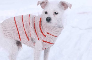 7 Modern Dog Outerwear Options To Keep Them Warm