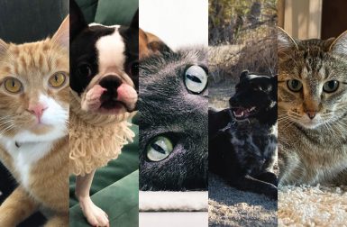 The Furnit Decor Team Celebrates National Pet Day!