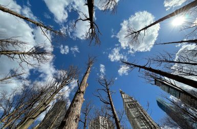 Maya Lin Plants a ‘Ghost Forest” in the Middle of Manhattan