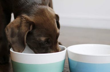 These Modern Pet Products From Waggo Are Dog + Designer Approved