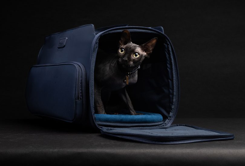 black cat emerging from black pet carrier