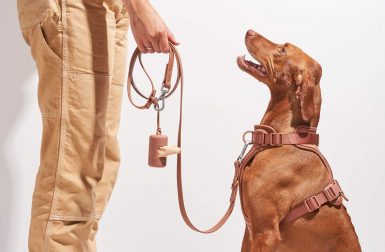 The 5 Wild One Pet Accessories Every Modern Dog Lover Needs