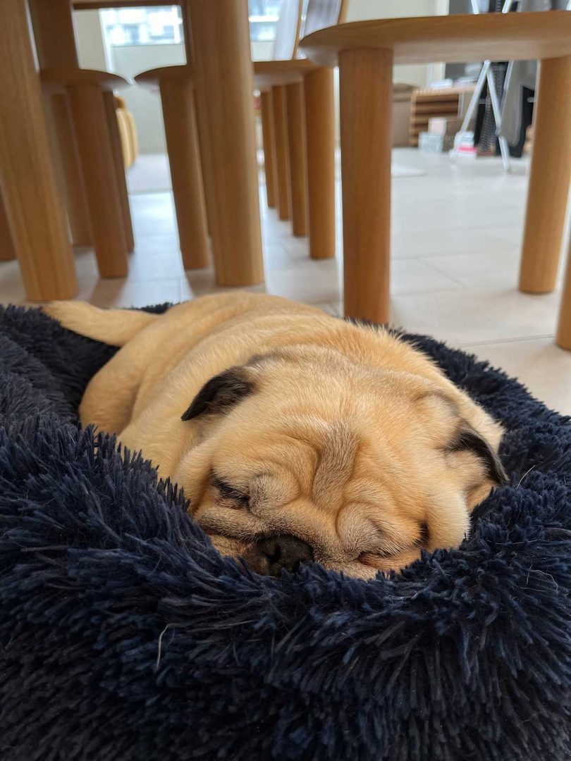 A pug dog sleeps on a dark blue pillow