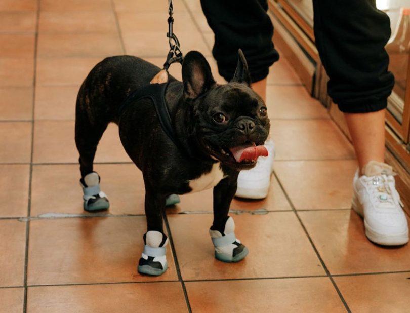 rifruf dog sneaker