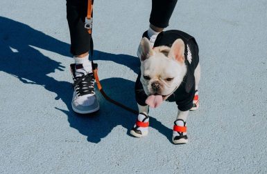 RIFRUF Makes Modern Dog Sneakers for Hype Beasts