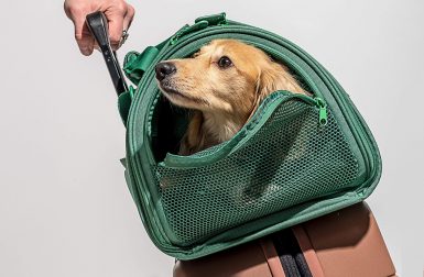 Everything You Need To Travel With Your Pets This Summer