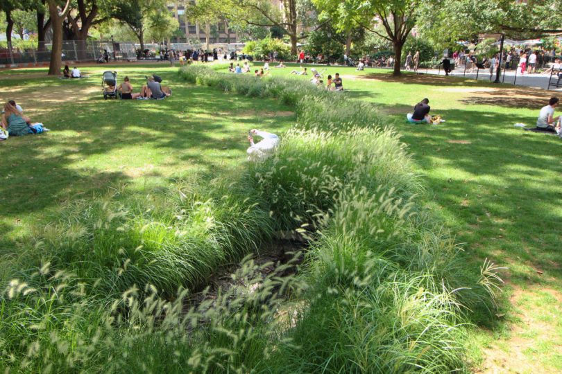 Tall grass growing around Landscape and Memory after 10 weeks