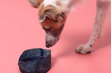 Juliane Fink Makes Edible Dog Food Bowls From Pig Bladders