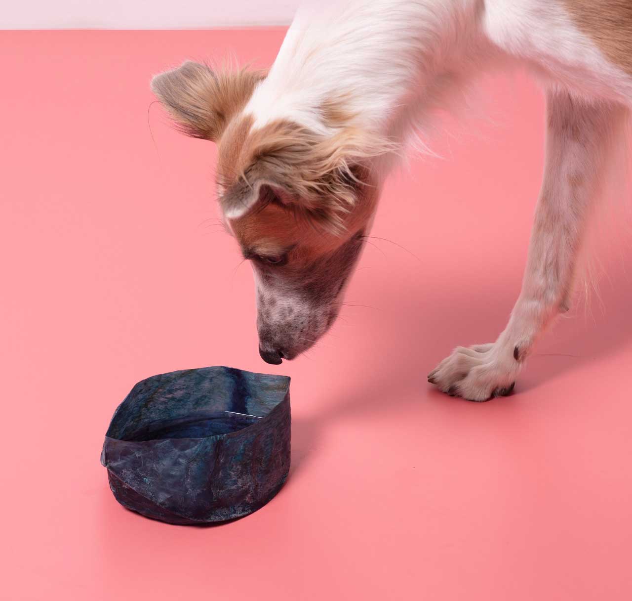 Juliane Fink Makes Edible Dog Food Bowls From Pig Bladders