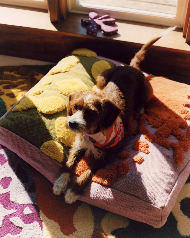 a dog laying on a colorful square dog bed in the sun