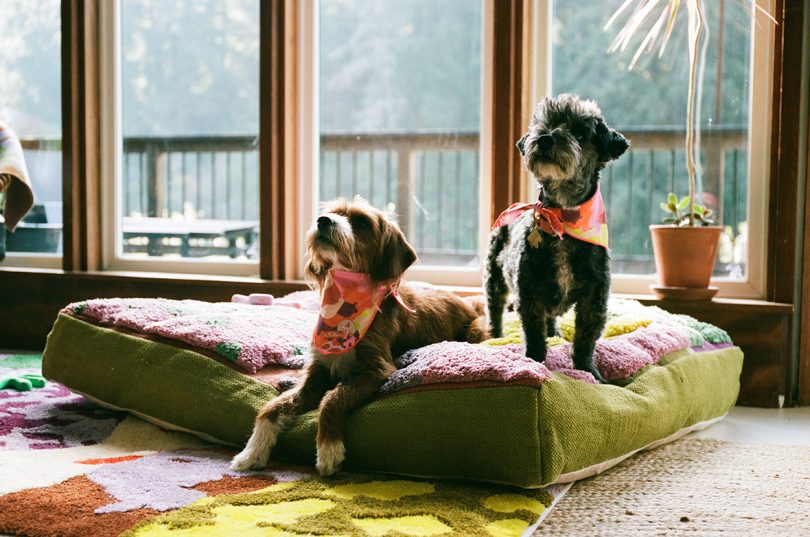 two dogs on a colorful square dog bed in the sun