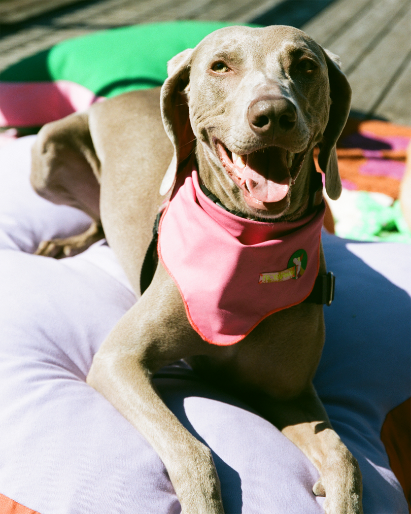 greyhound laying on a colorful rug wearing a bandana