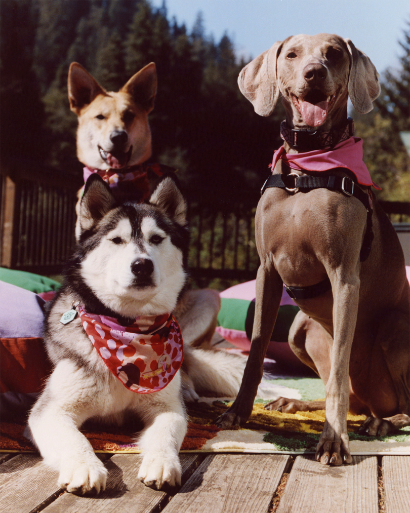 three dogs wearing colorful bandanas staring at the camera