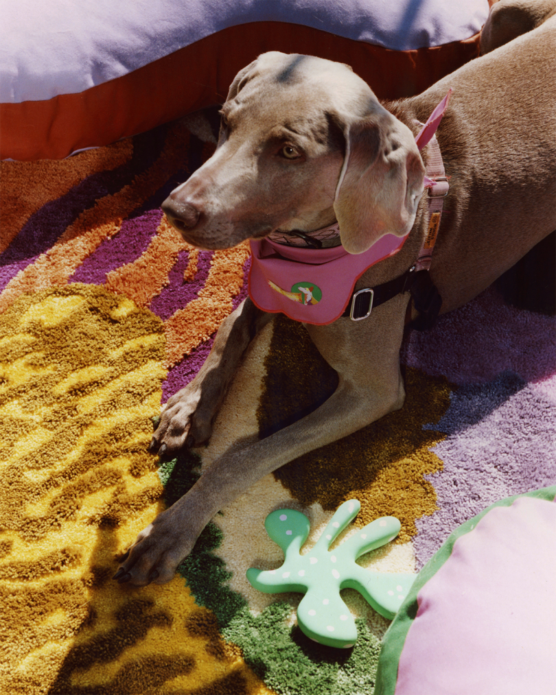 greyhound laying on a colorful rug with an abstract shaped dog toy