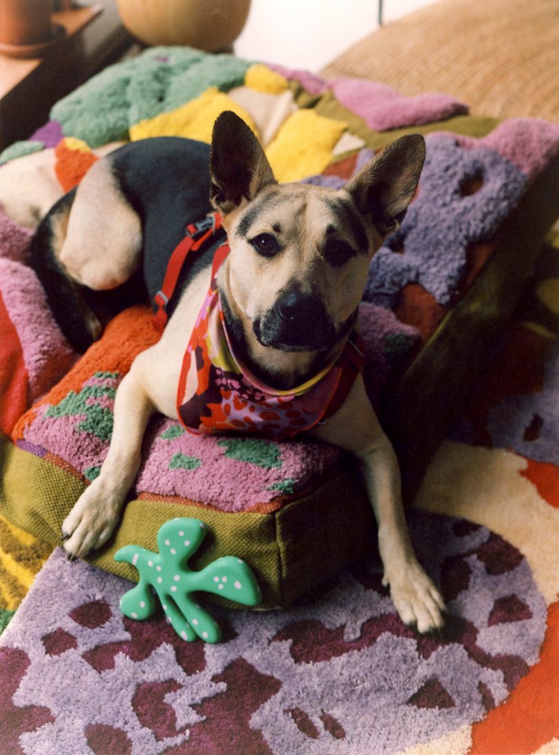 dog laying on a colorful rug with an abstract shaped dog toy