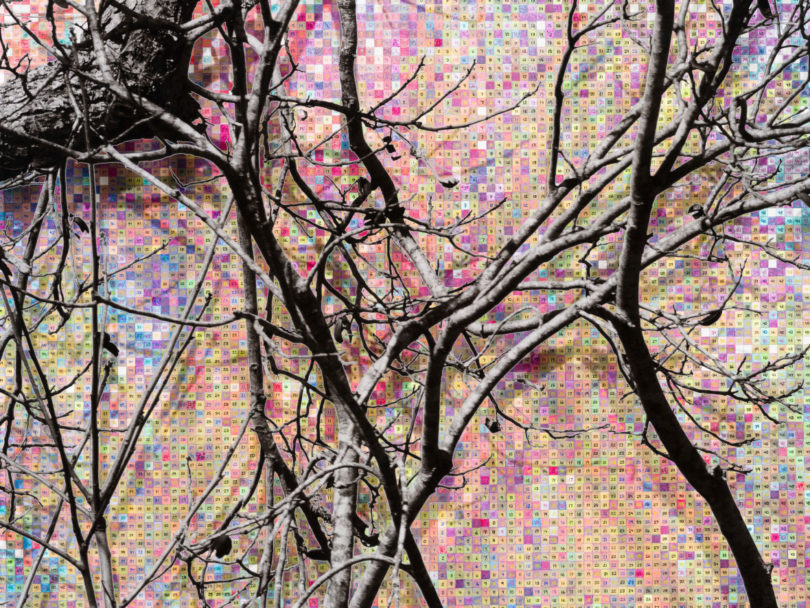 Detail of "Numbers and Trees: Charleston Series 1, Tree #8, Sage Way, 2022"