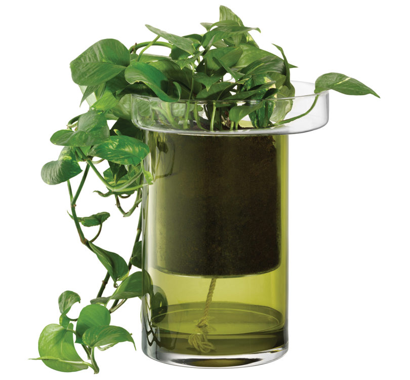 self-watering glass planter on white background