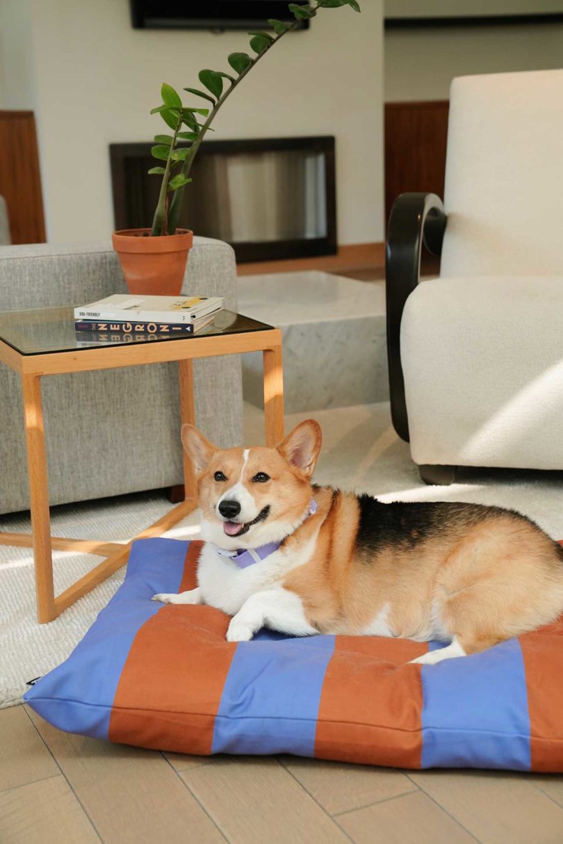 corgi on stripe dog bed