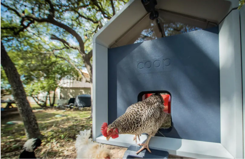 Chicken leaving The Coop from the red front door.