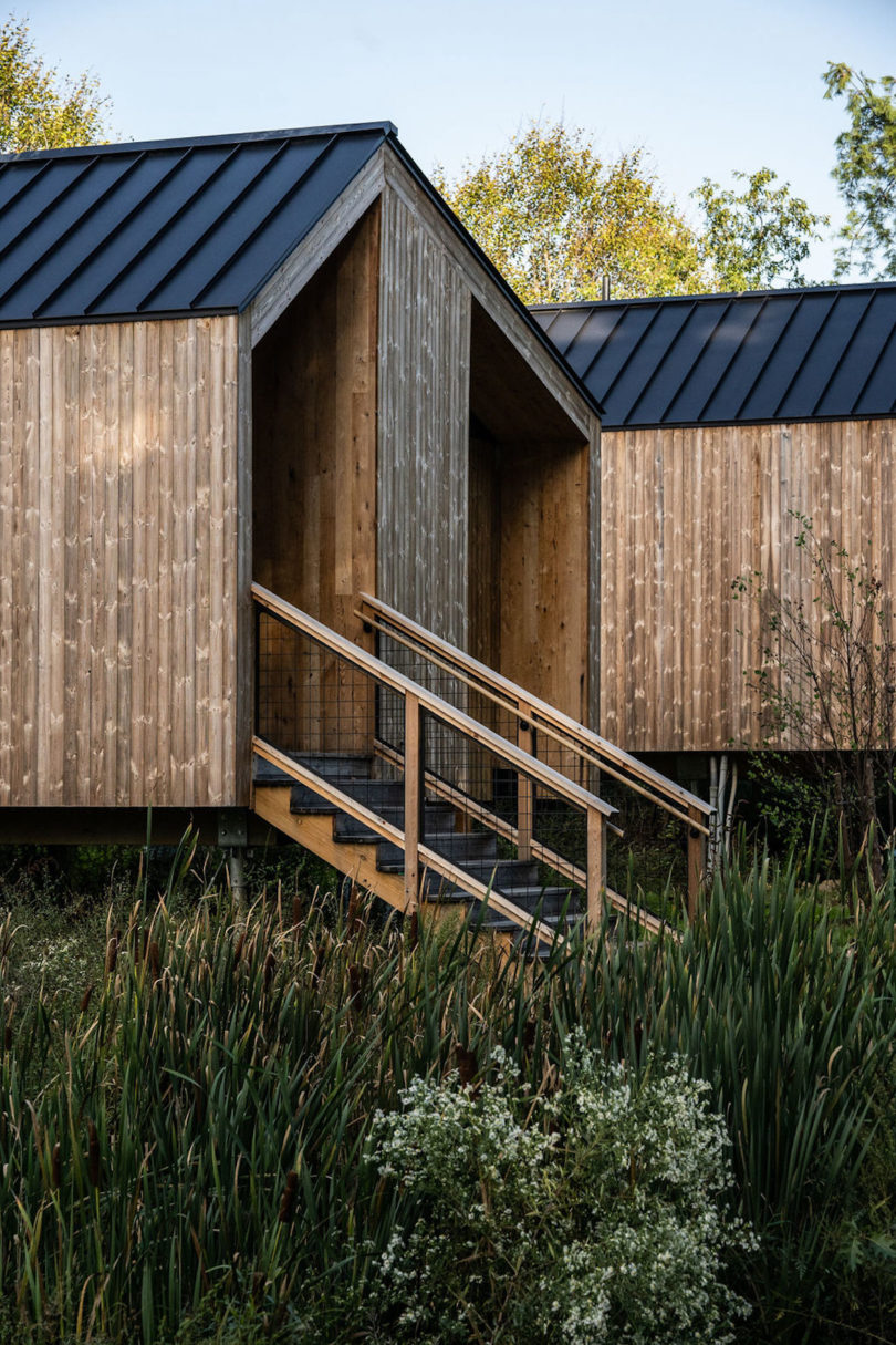 Standalone cabin nestled among white pines and native perennials 