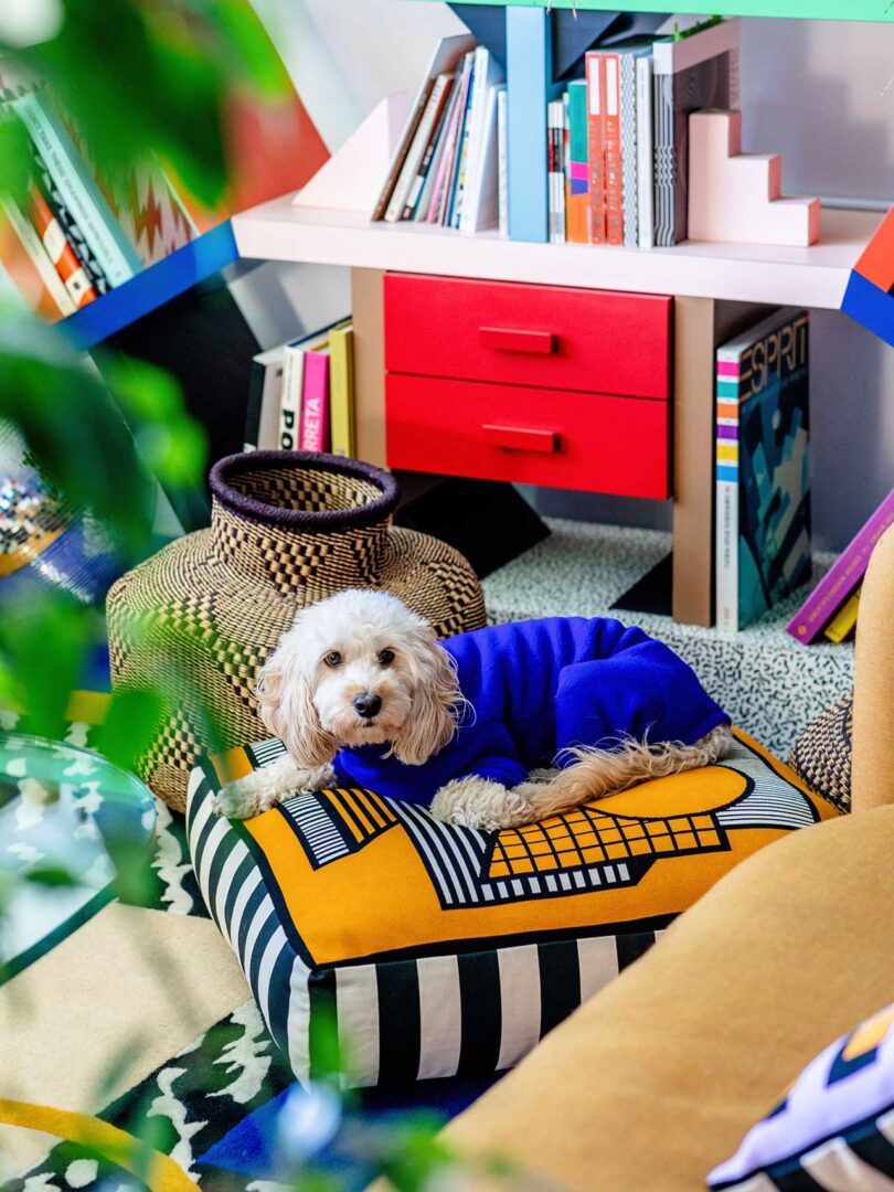 down view of white dog in blue sweater on black and white and gold dog bed