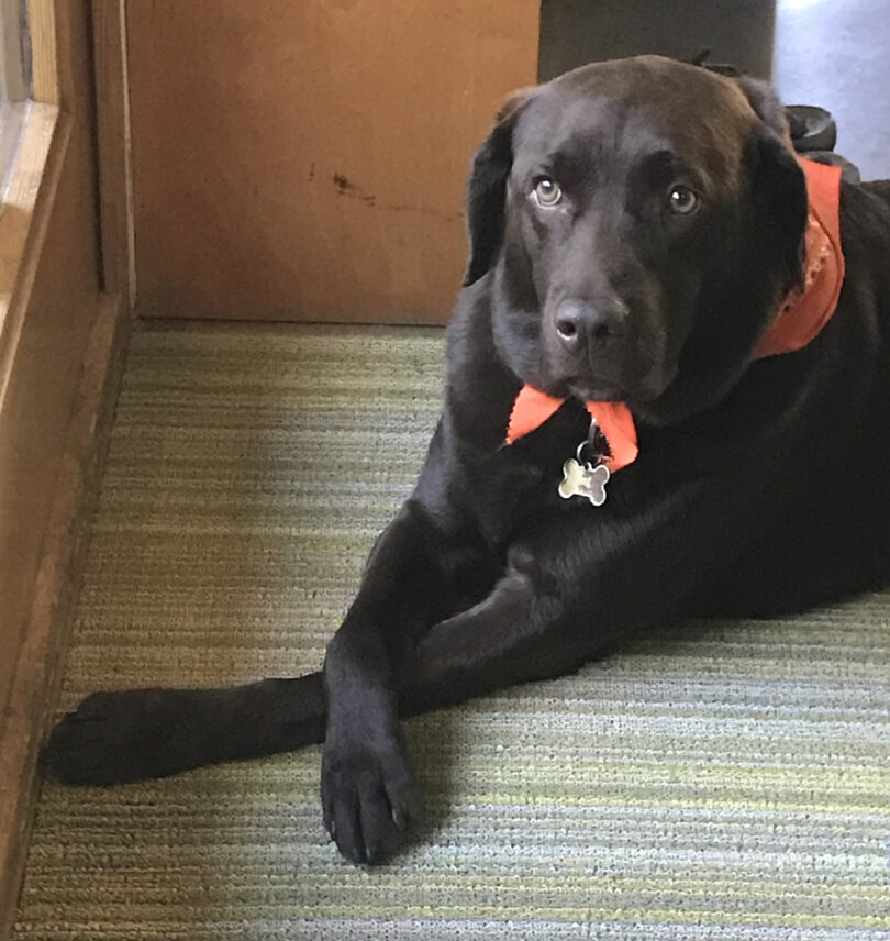 black lab wearing a red bandana while laying down