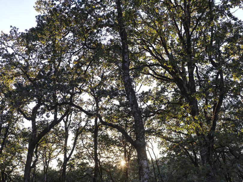 looking up into a green canopy of trees