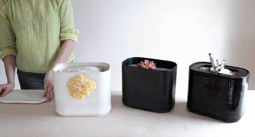 black and white containers lined up with mushrooms planted